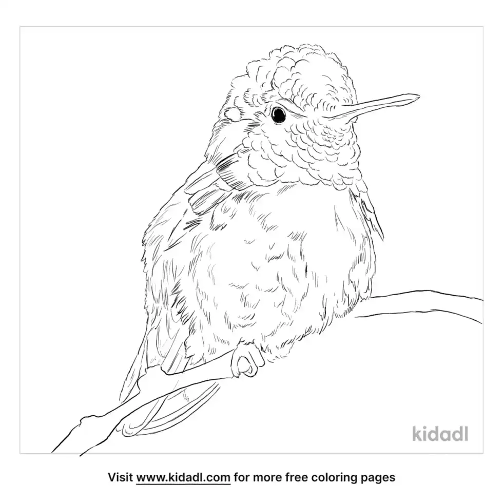 Costa’s Hummingbird Coloring Page