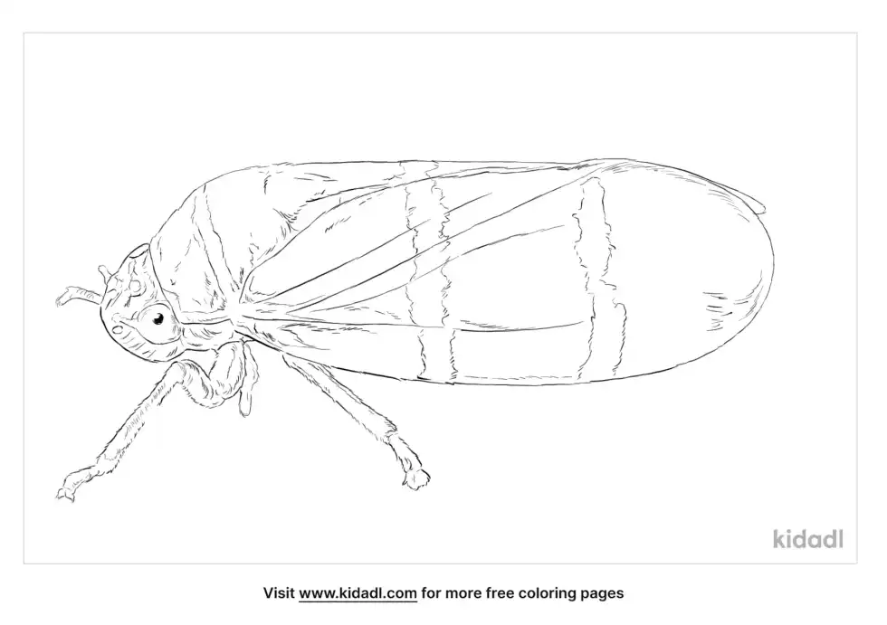 Two-Lined Spittlebug Coloring Page