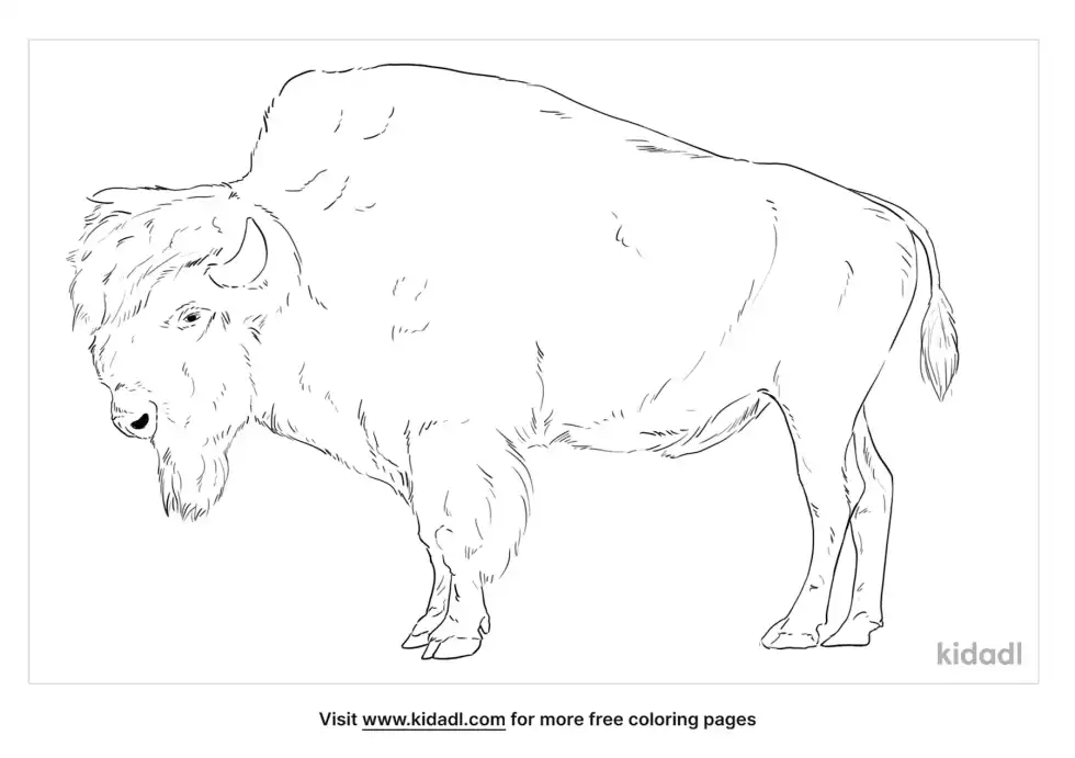 American Bison Coloring Page