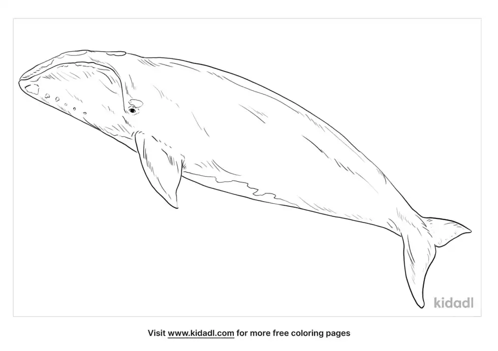 North Atlantic Right Whale Coloring Page