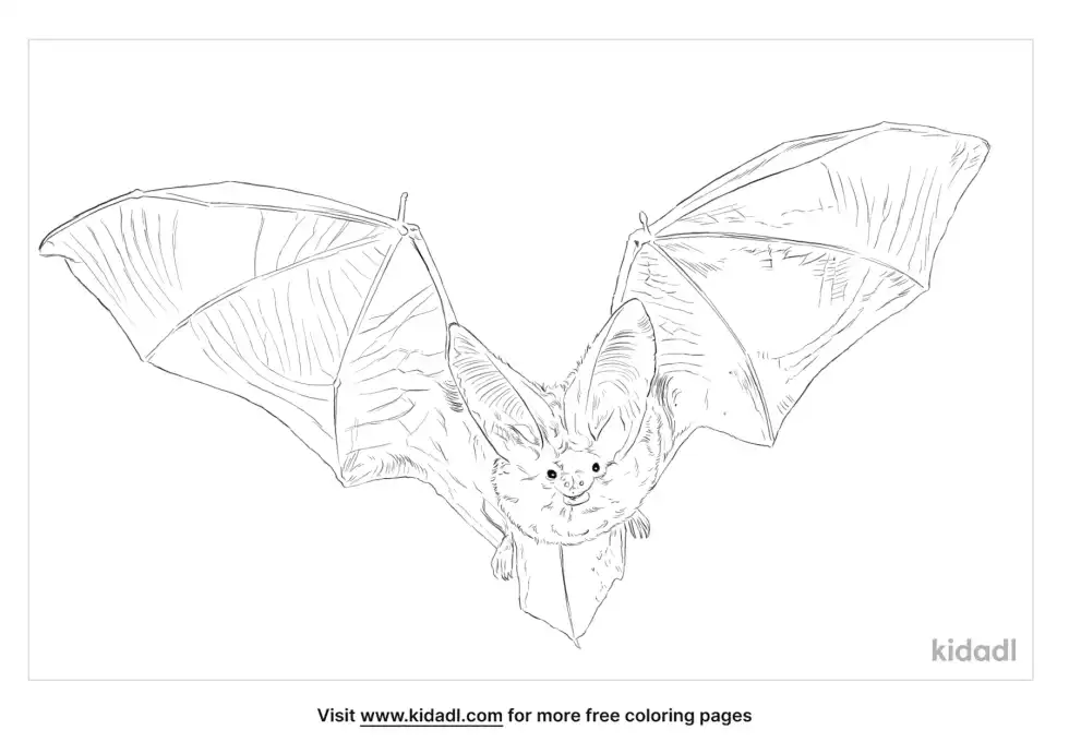 Desert Long Eared Bat Coloring Page