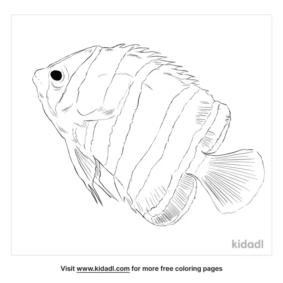 Peppermint Angelfish Coloring Page