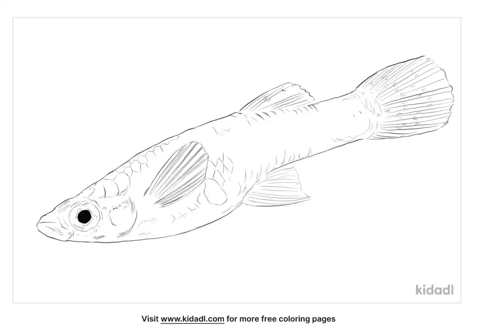 Eastern Mosquitofish Coloring Page