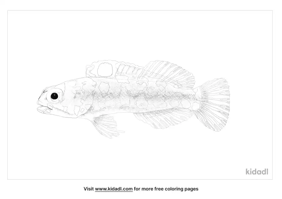 Dusky Jawfish Coloring Page