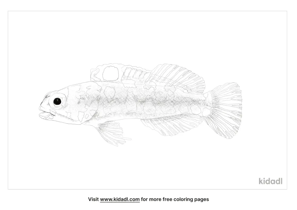 Dusky Jawfish Coloring Page