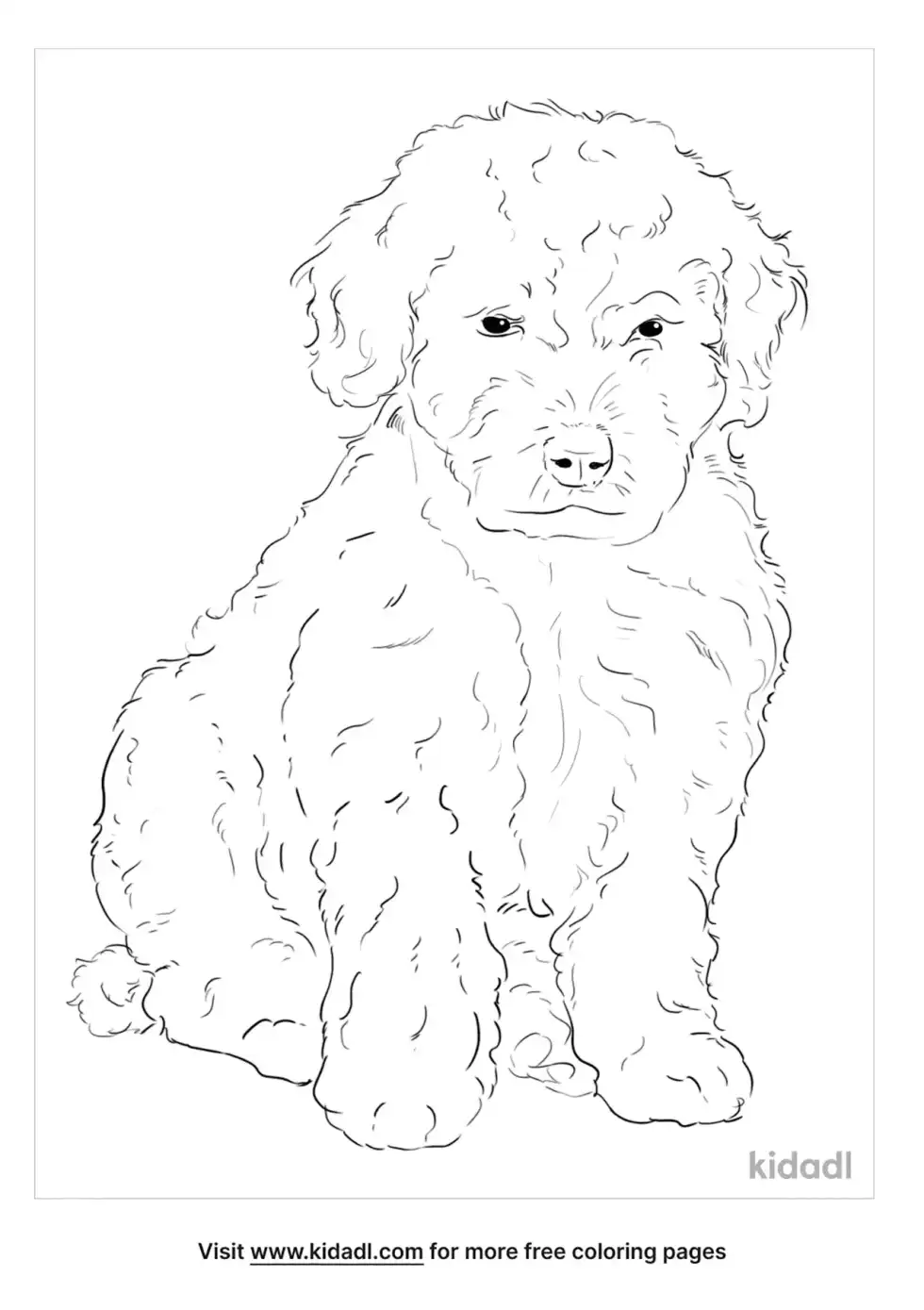 Spanish Water Dog Coloring Page
