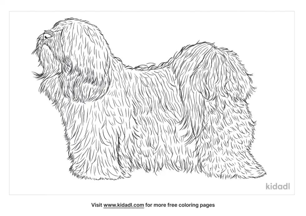 Tibetan Terrier Coloring Page