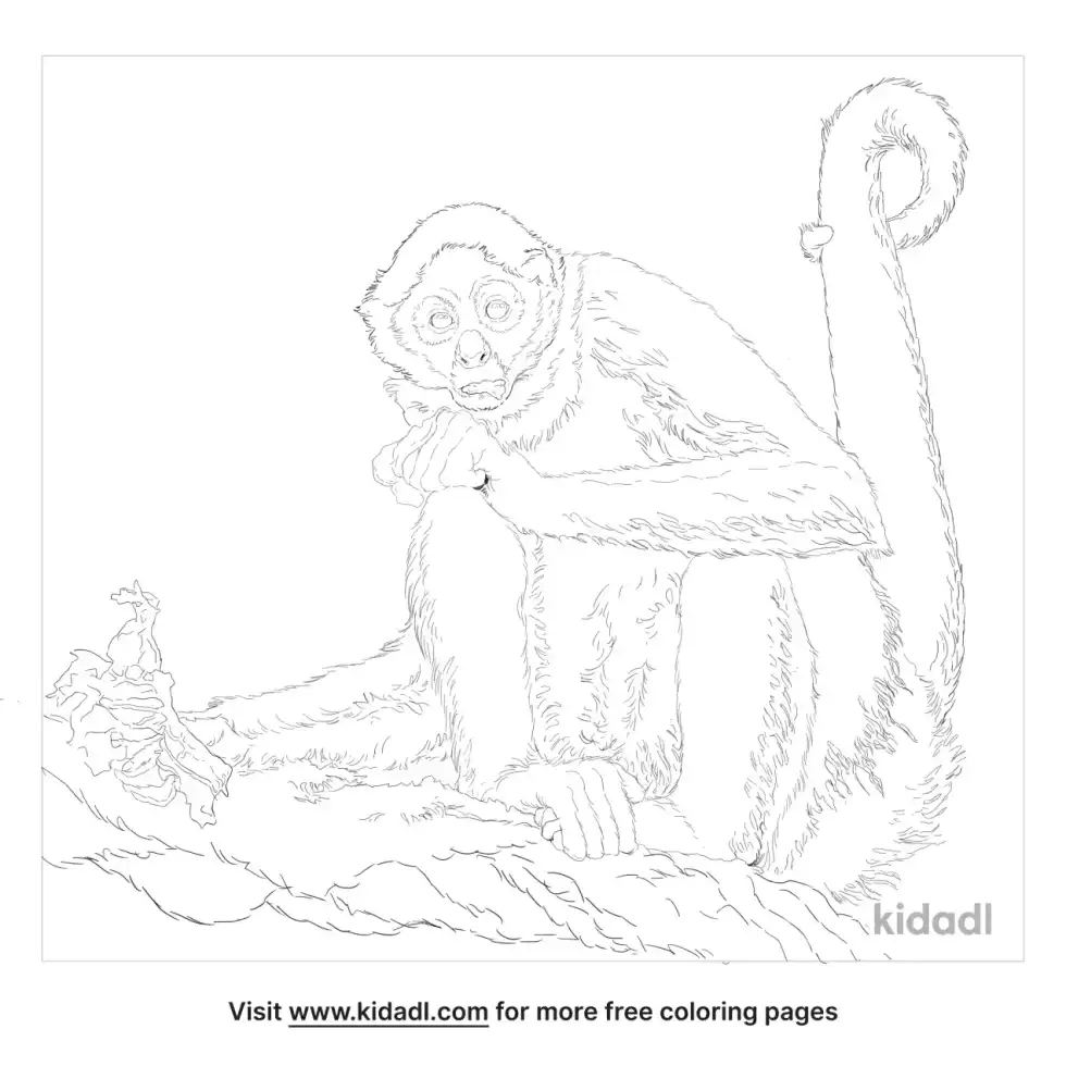 Black-Handed Spider Monkey Coloring Page