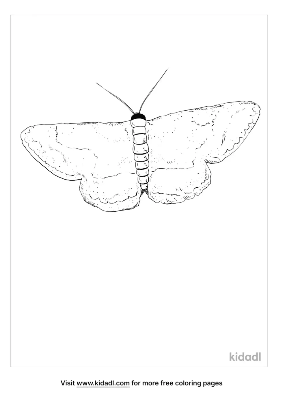 Common Gray Moth