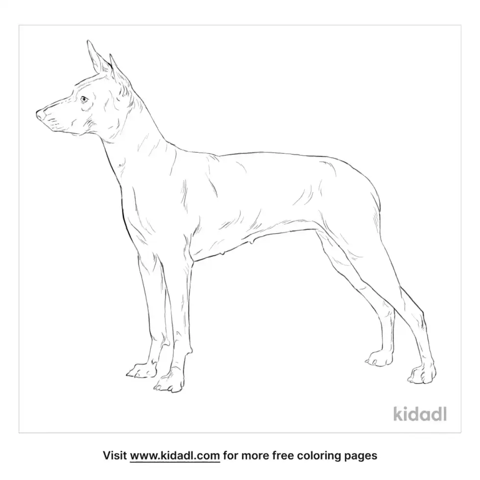 Xoloitzcuintli Coloring Page