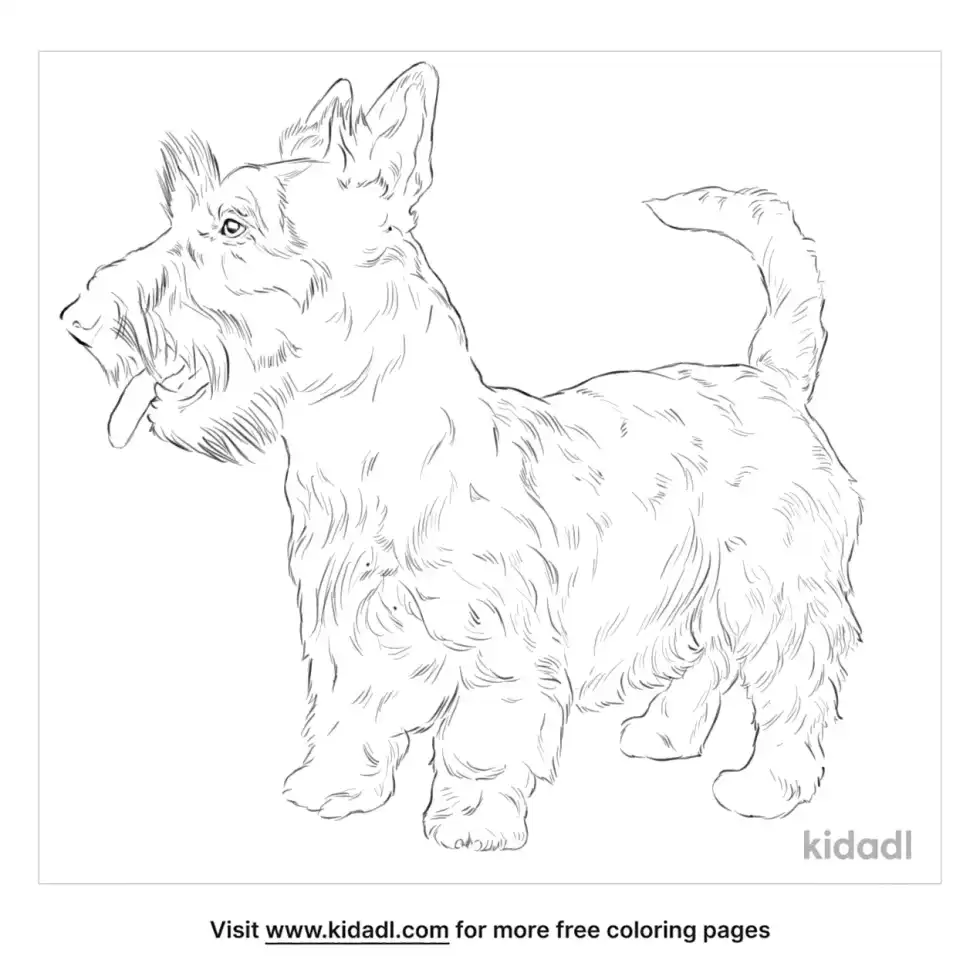 Scottish Terrier Coloring Page