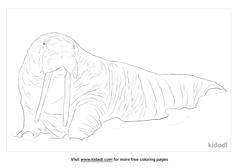 Laptev Walrus Coloring Page