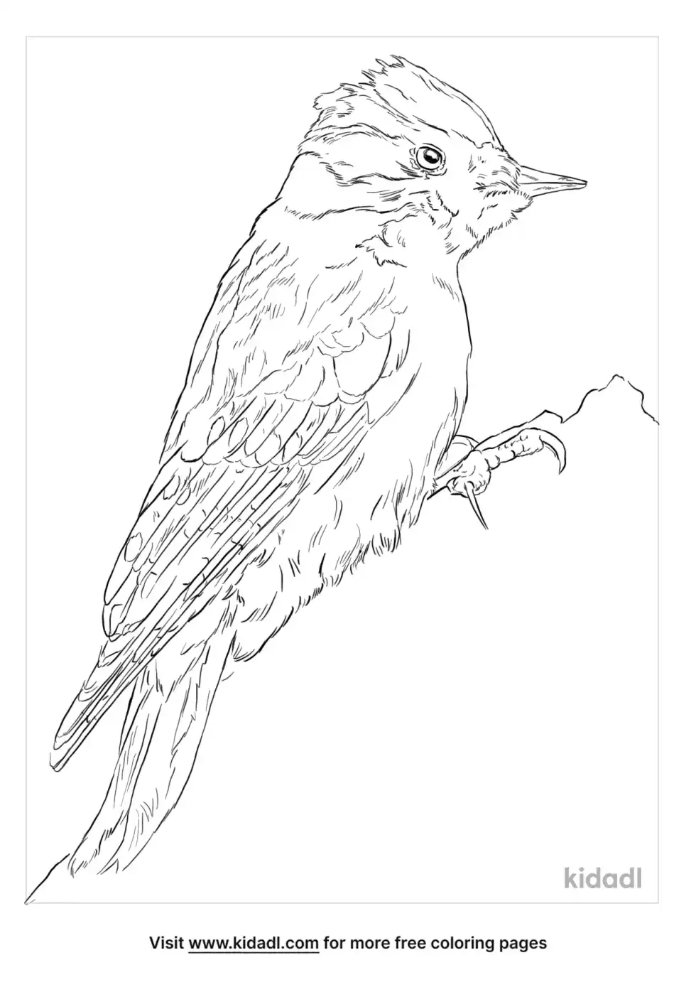 Downy Woodpecker Coloring Page