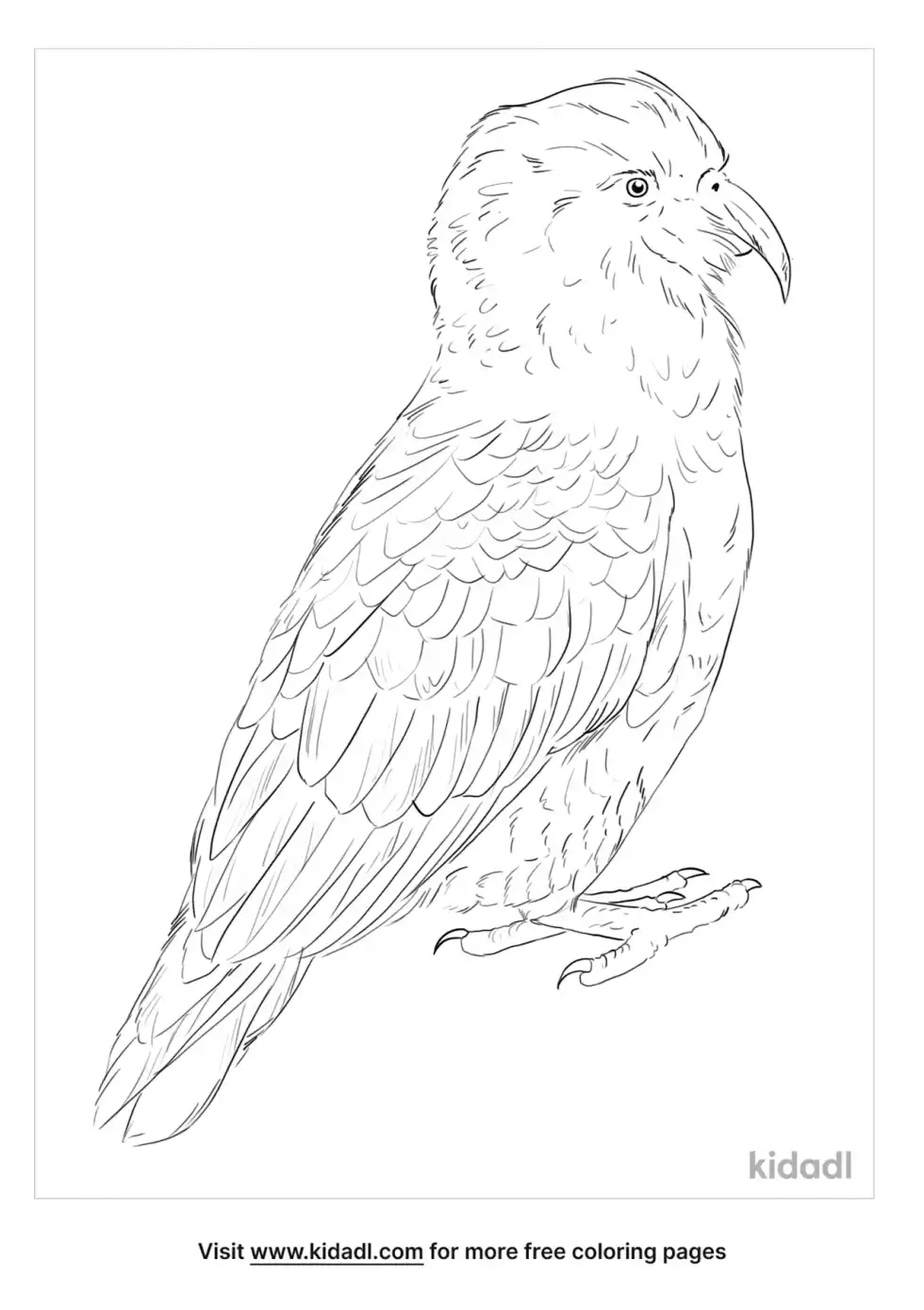 New Zealand Parrot Coloring Page