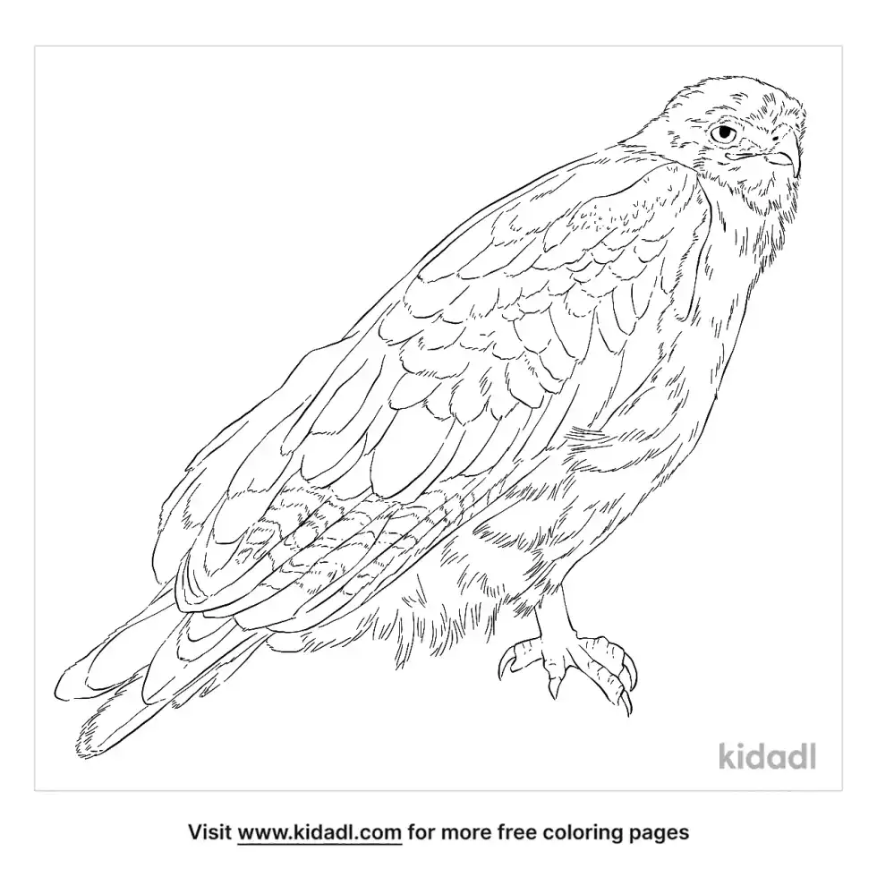 Augur Buzzard Coloring Page