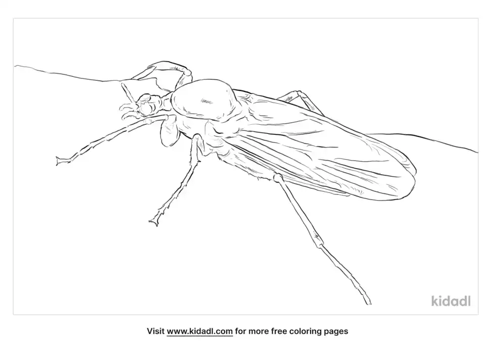Lovebug Coloring Page