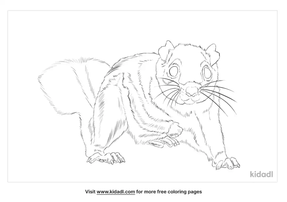 Northern Flying Squirrel Coloring Page