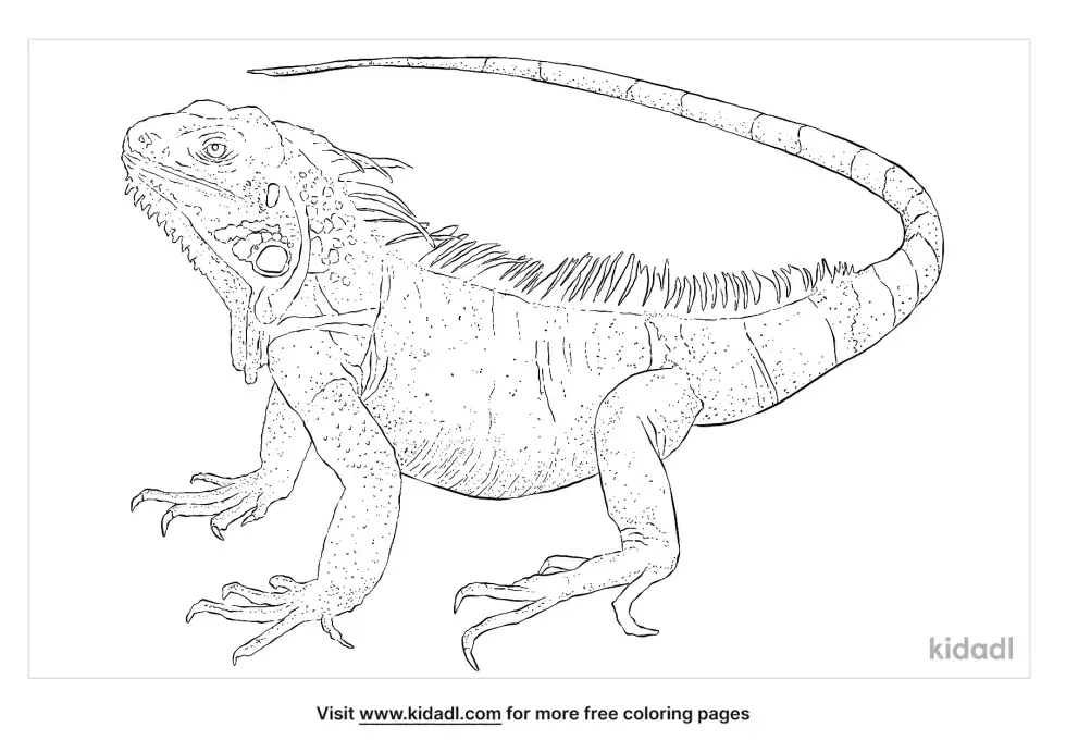 Green Iguana Coloring Page