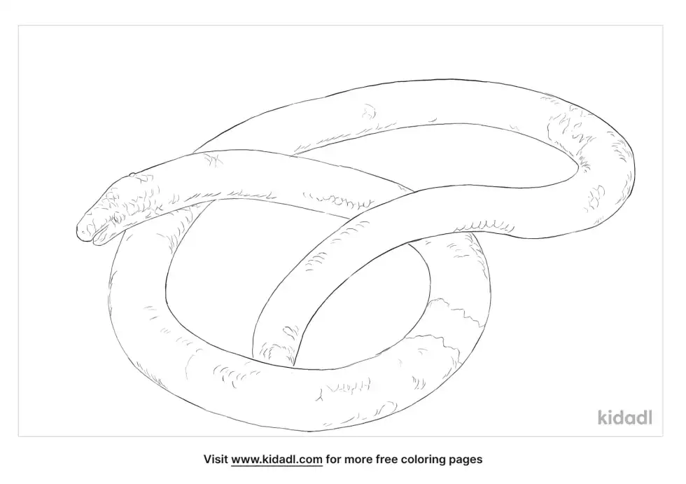 Dibamidae Coloring Page