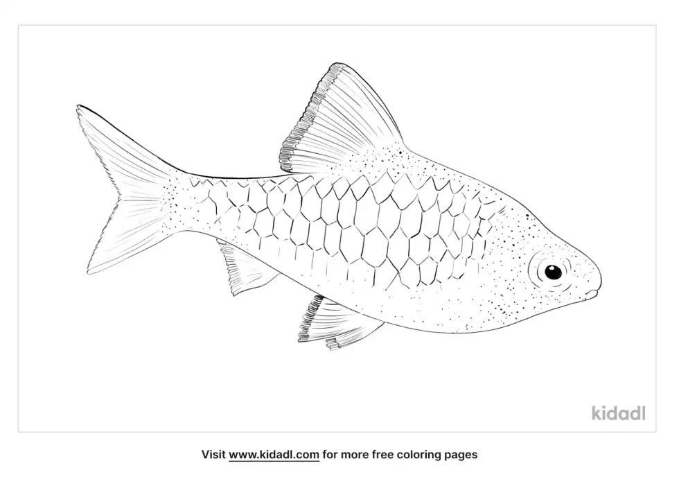 Checkered Barb Coloring Page