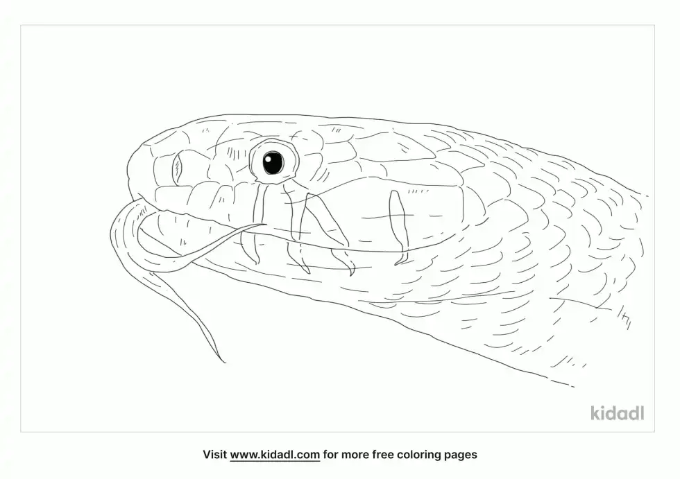Blacktail Cribo Coloring Page