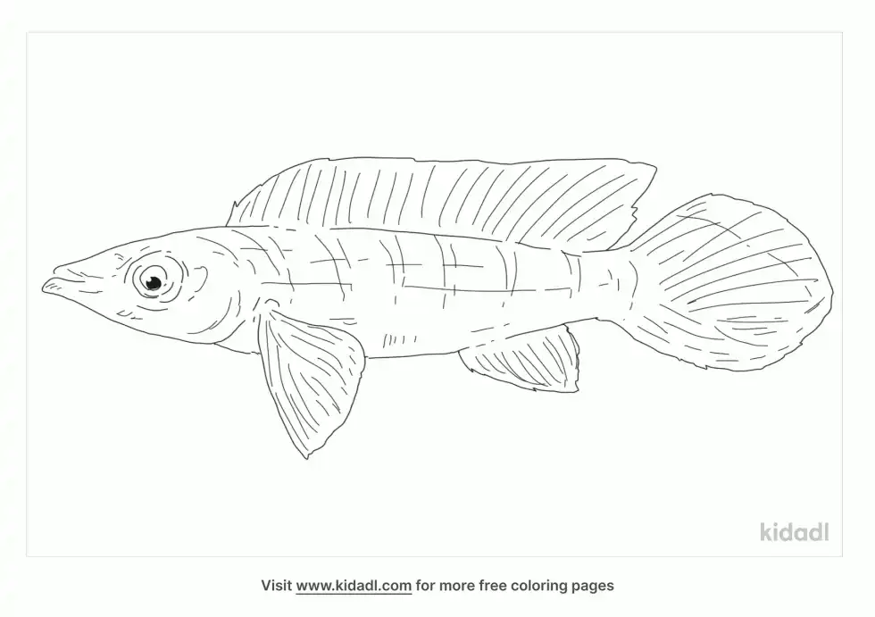 Dwarf Pike Cichlid Coloring Page