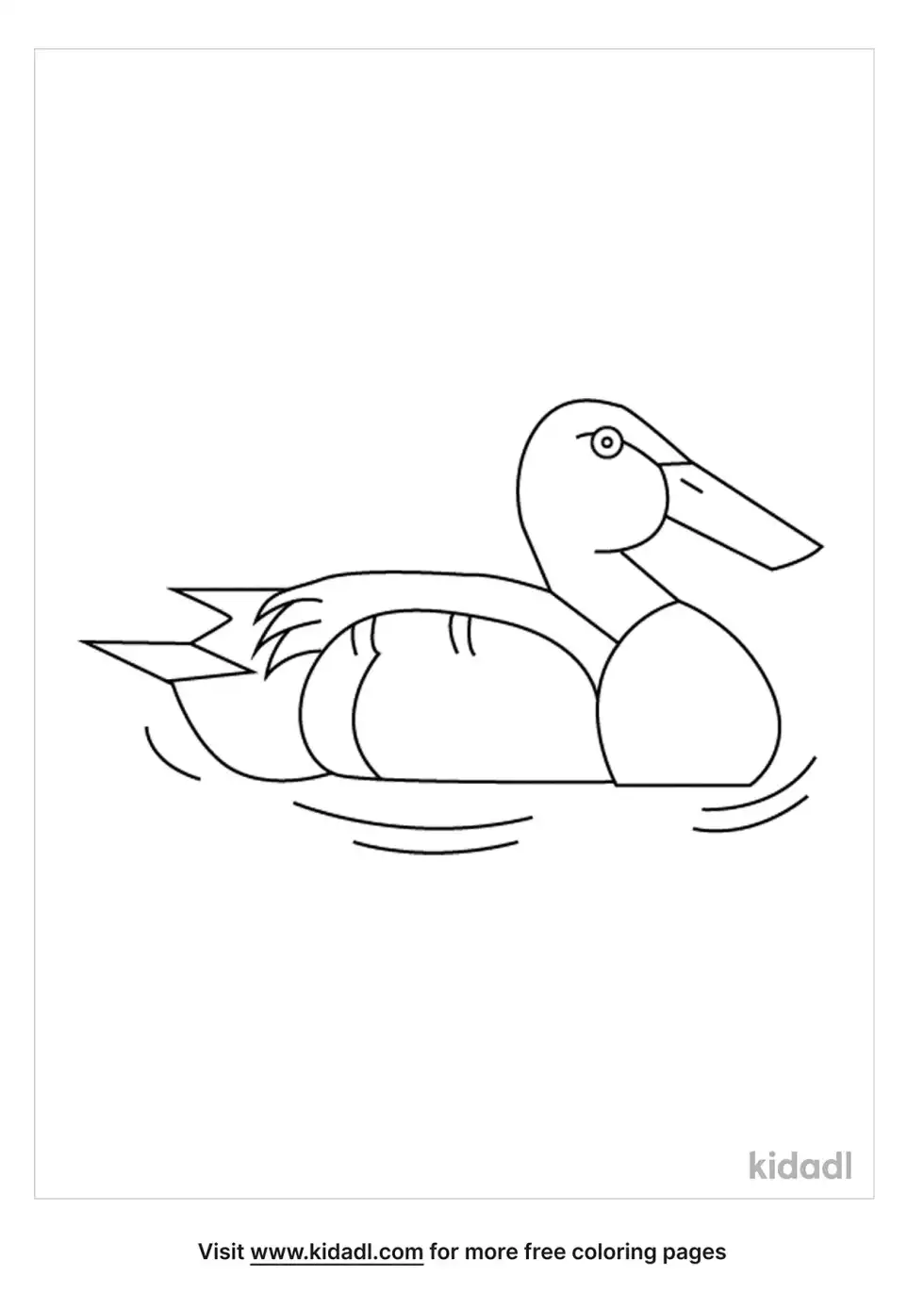 Northern Shoveler Coloring Page