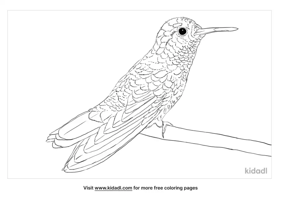 White-Eared Hummingbird Coloring Page