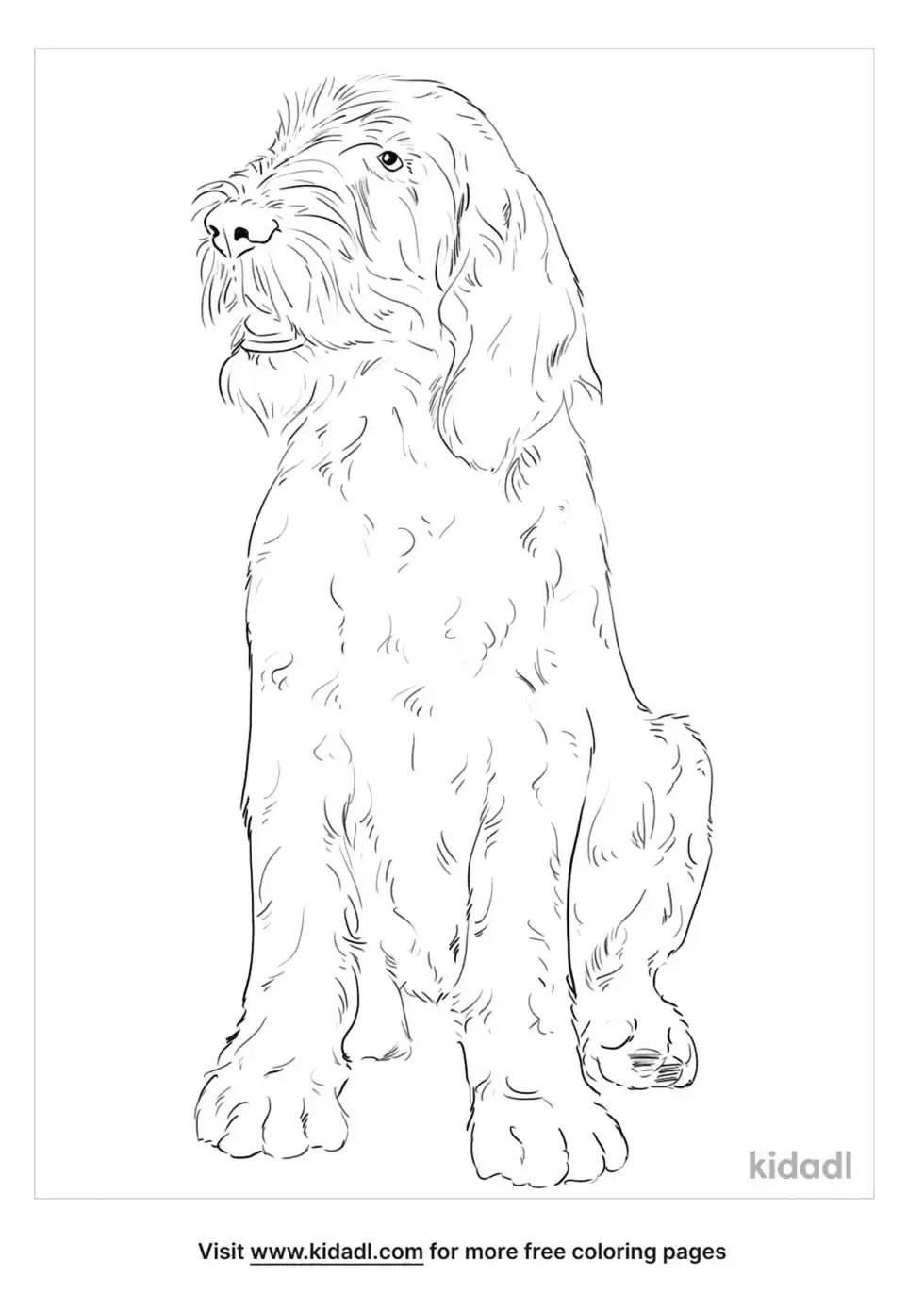 Spinone Italiano Coloring Page