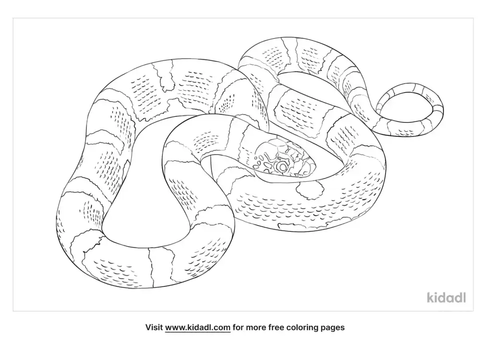 Long Nosed Snake Coloring Page