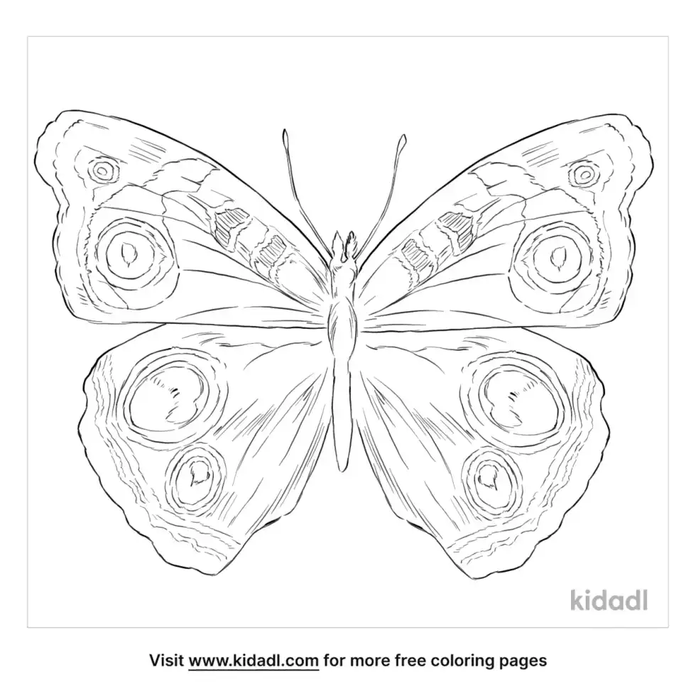 Brush Footed Butterfly Coloring Page