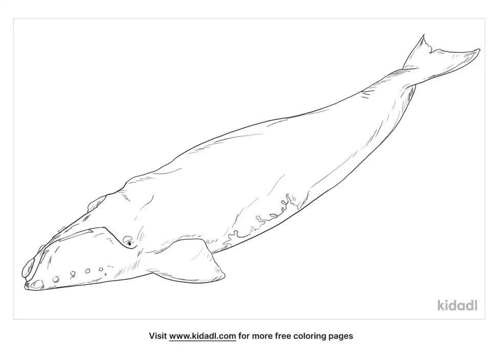 Southern Right Whale Coloring Page