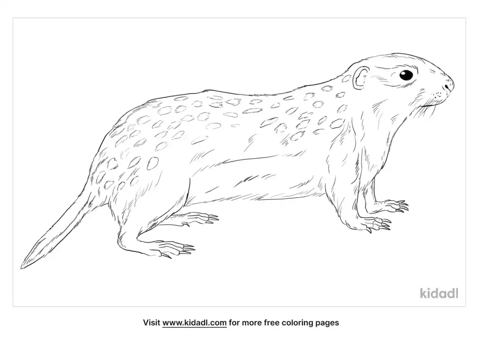 Spotted Ground Squirrel Coloring Page