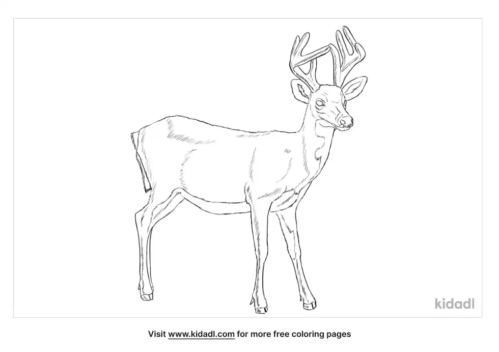 Odocoileus Coloring Page
