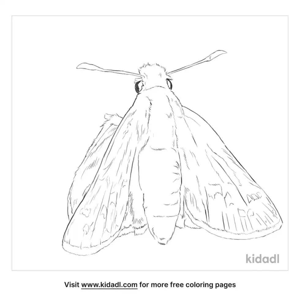Silver Spotted Skipper Coloring Page