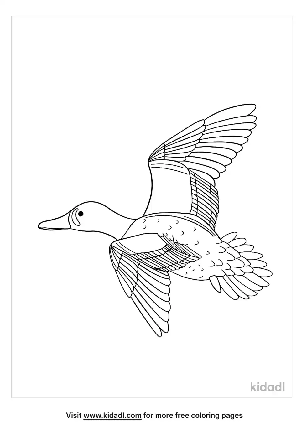 Blue-Winged Teal Coloring Page