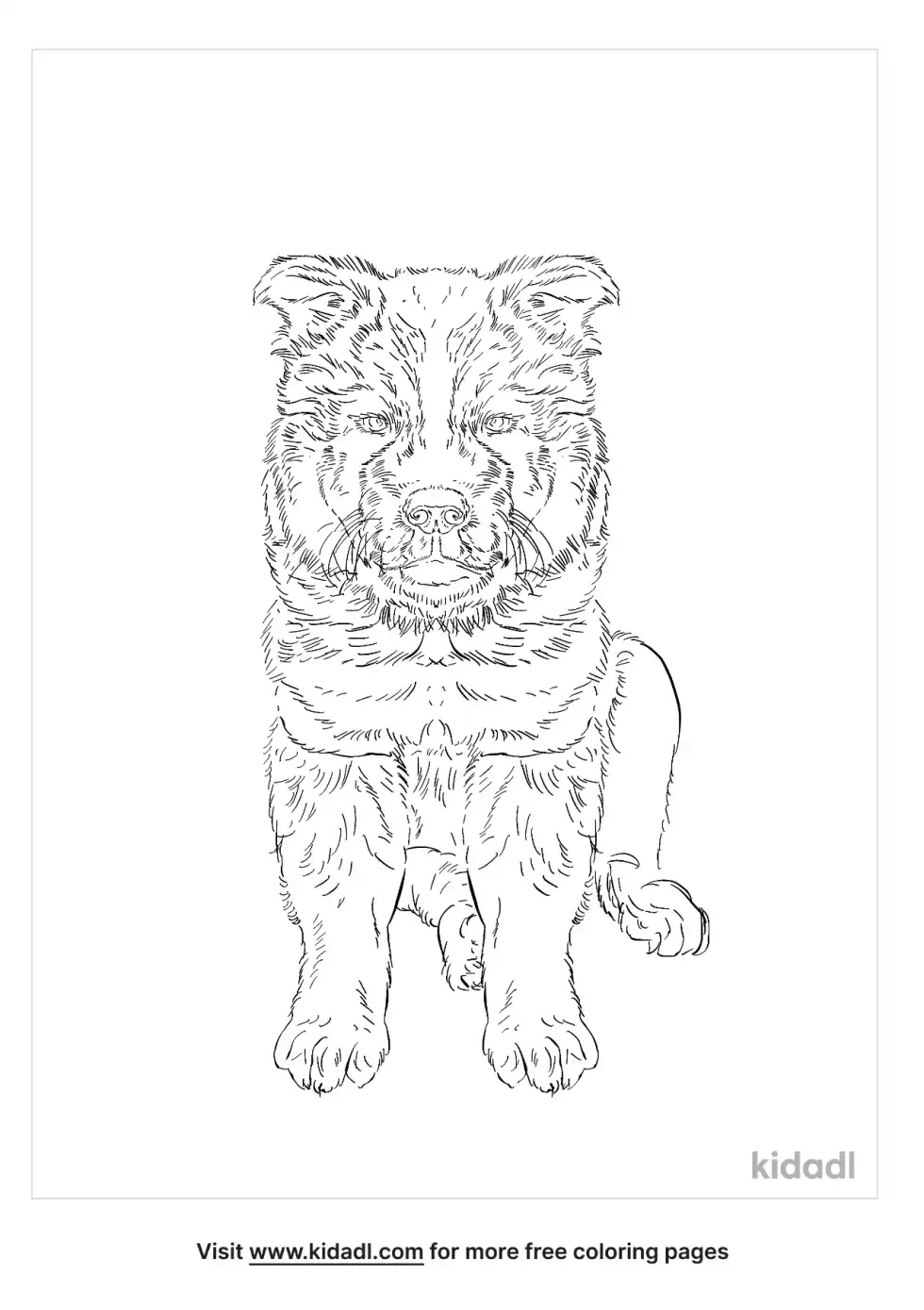Chow Shepherd Coloring Page