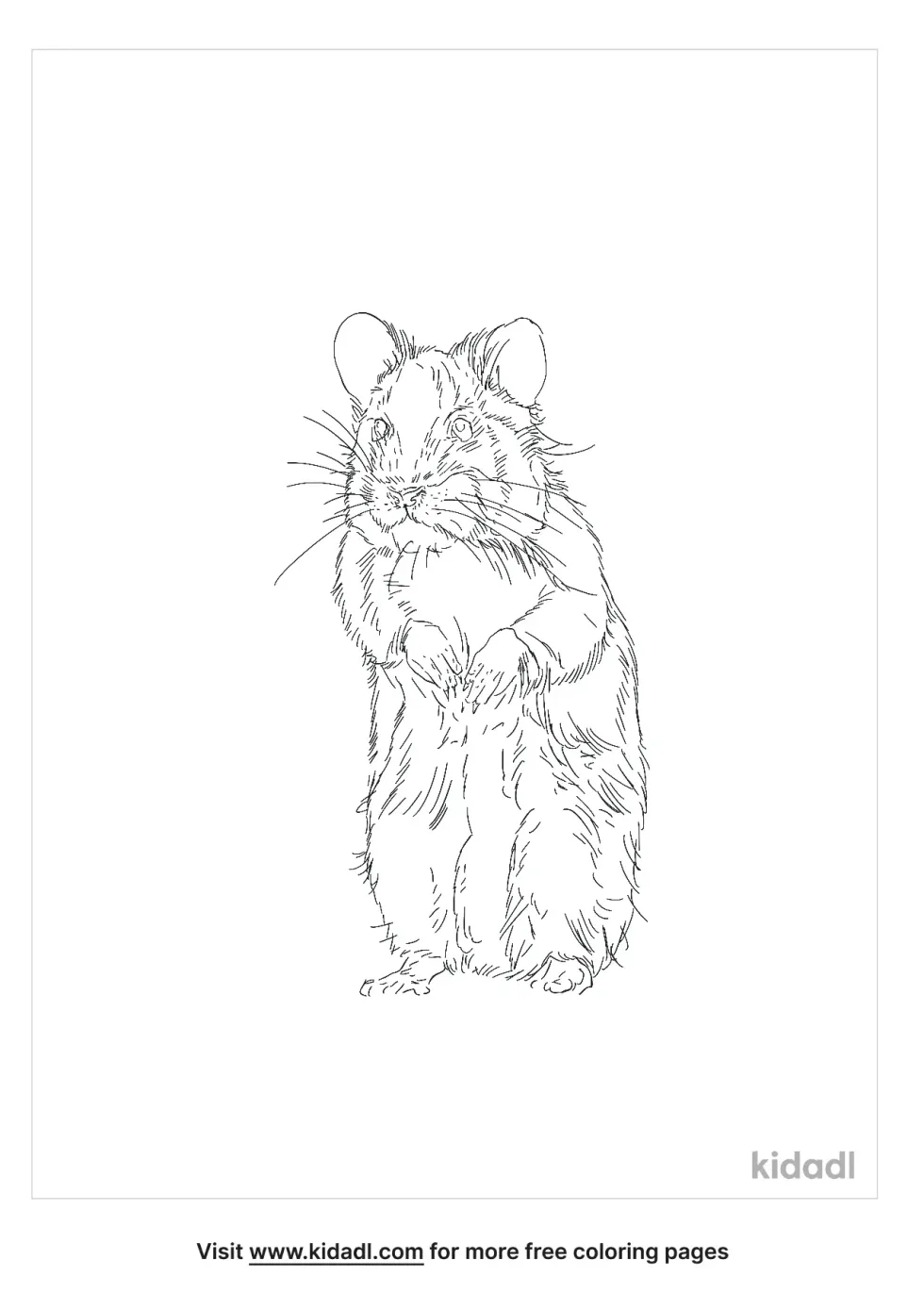 European Hamster Coloring Page