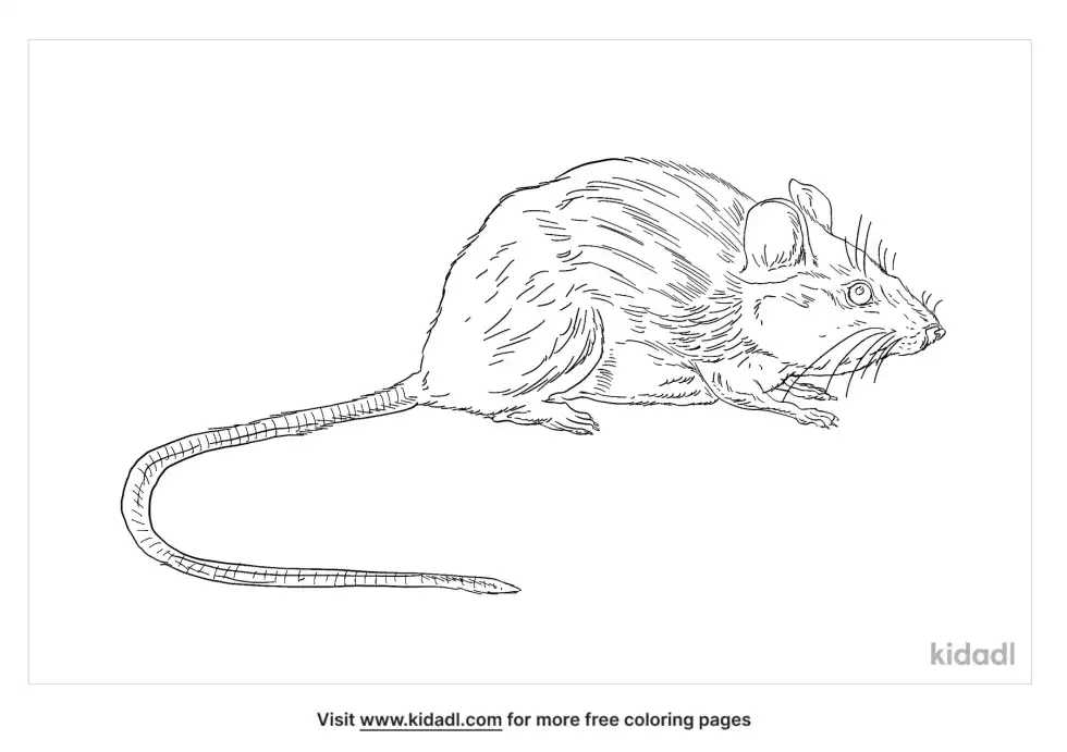 Ryukyu Spiny Rat Coloring Page