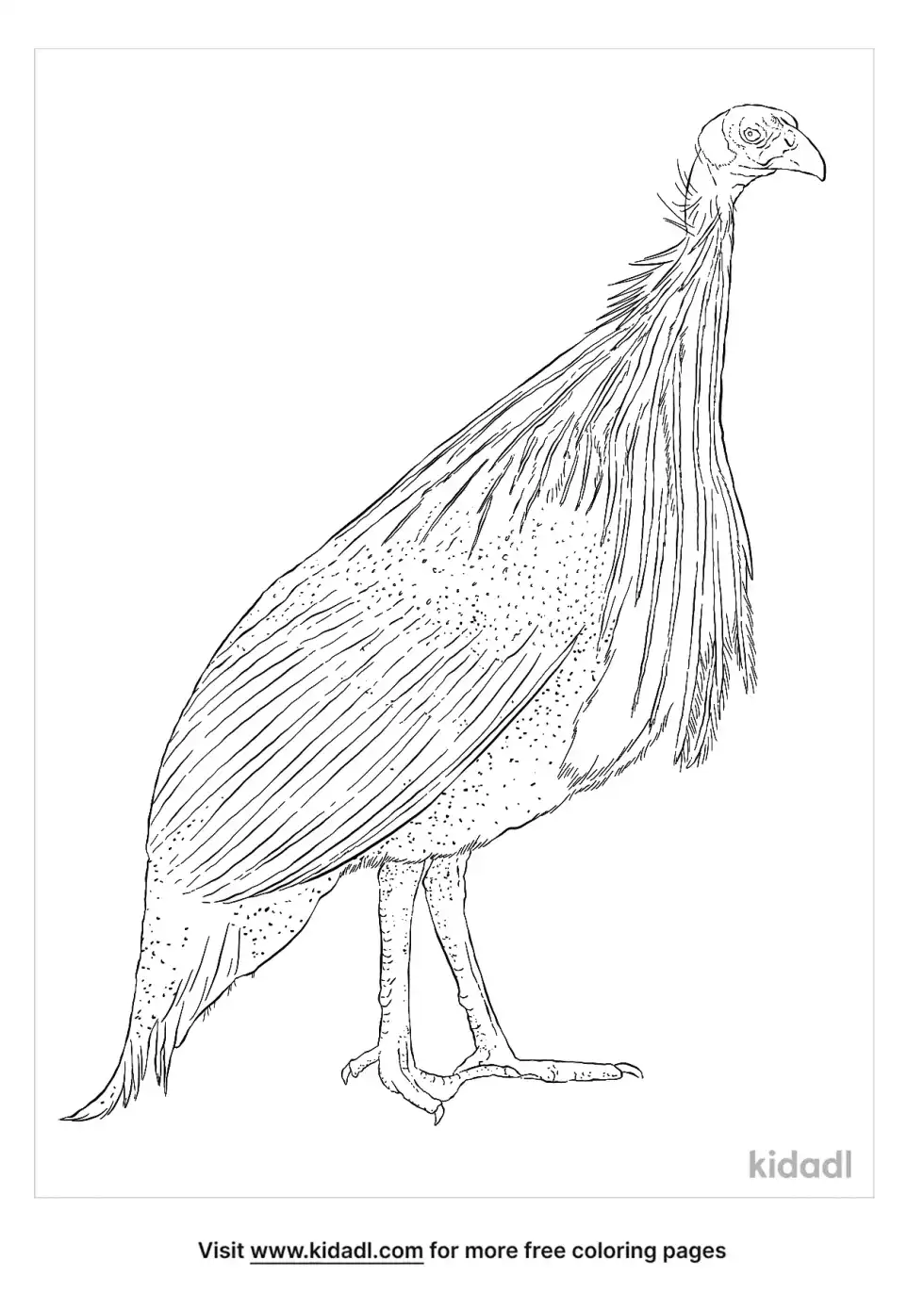 Vulturine Guinea Fowl Coloring Page