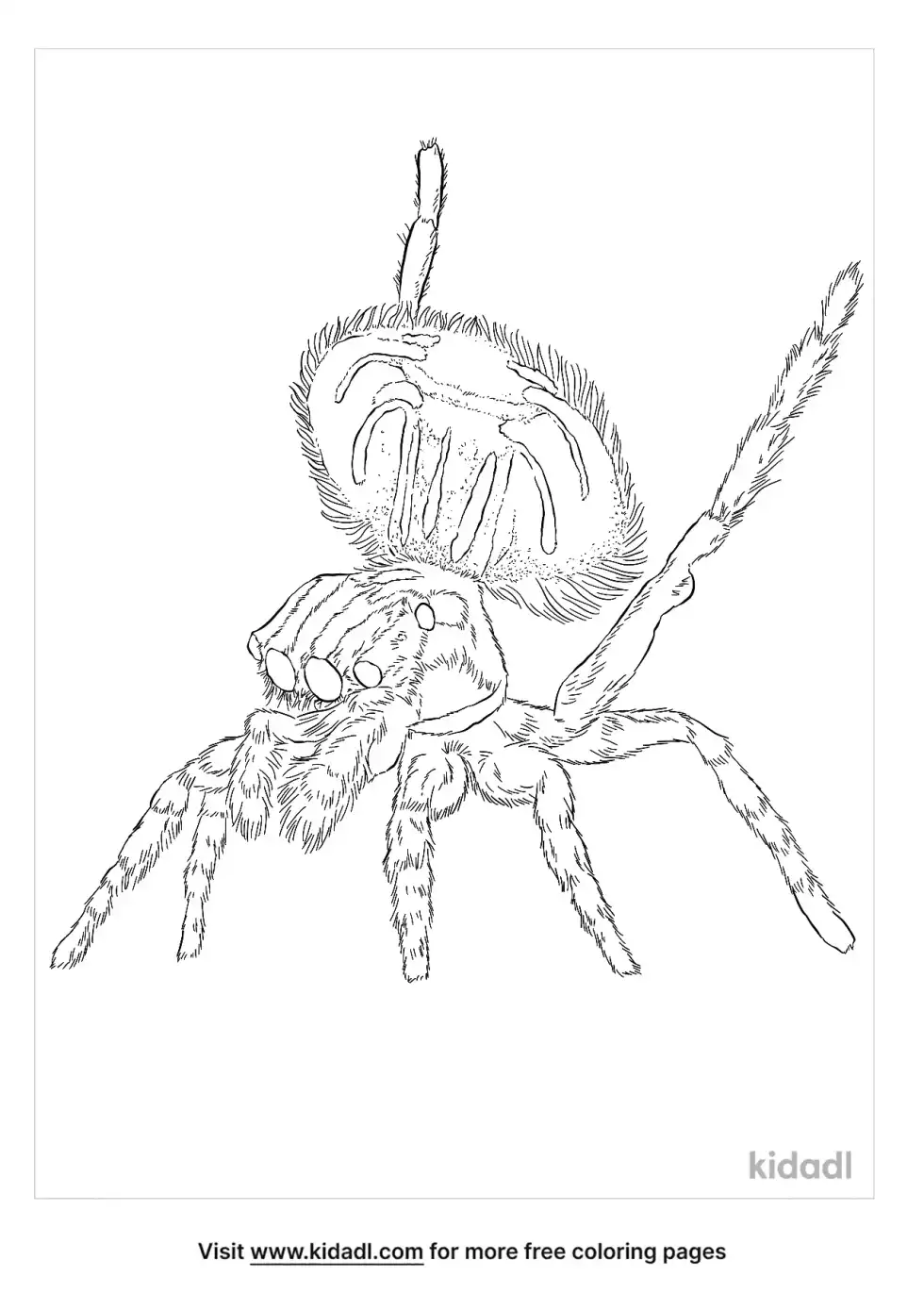 Peacock Spider Facts Coloring Page