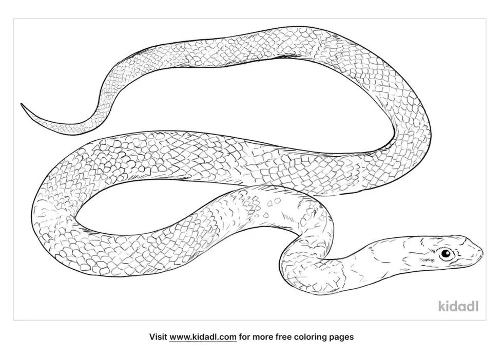Coachwhip Coloring Page