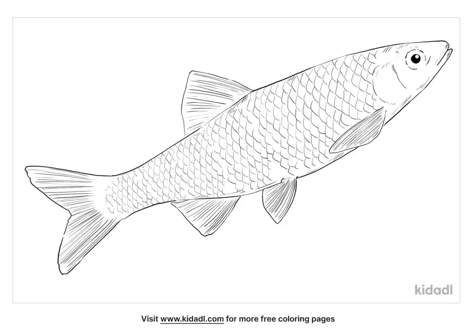 Blacktail Shiner Coloring Page