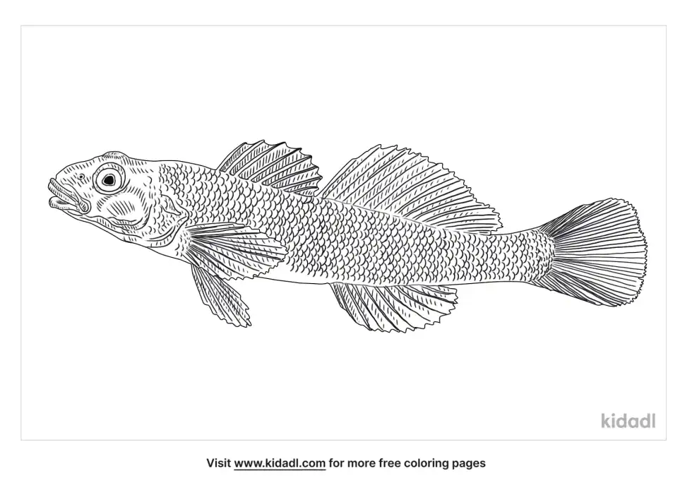 Tessellated Darter Coloring Page