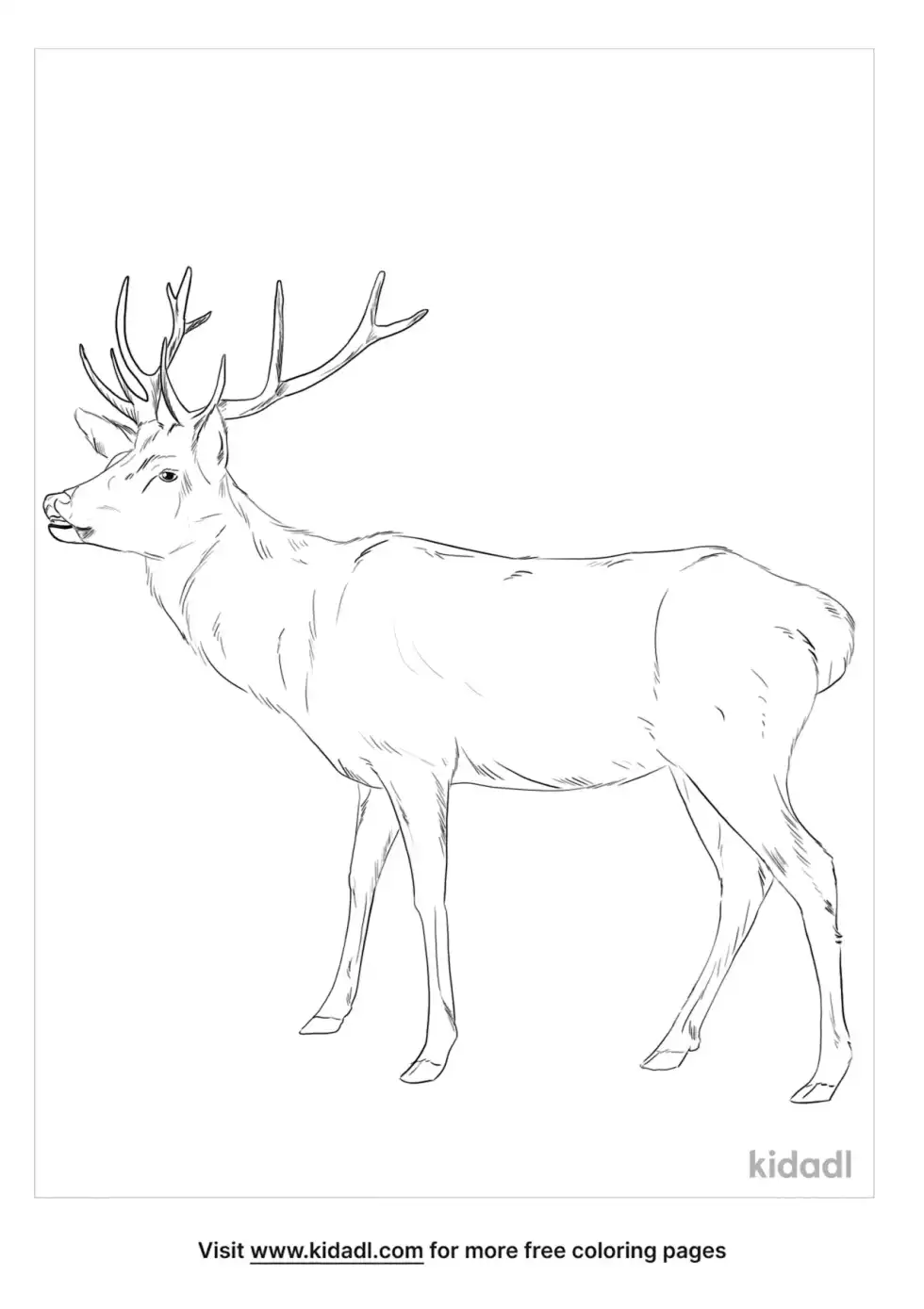Caspian Red Deer Coloring Page