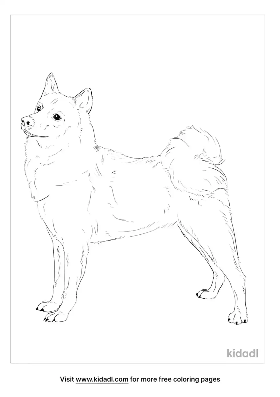 Finnish Spitz Coloring Page