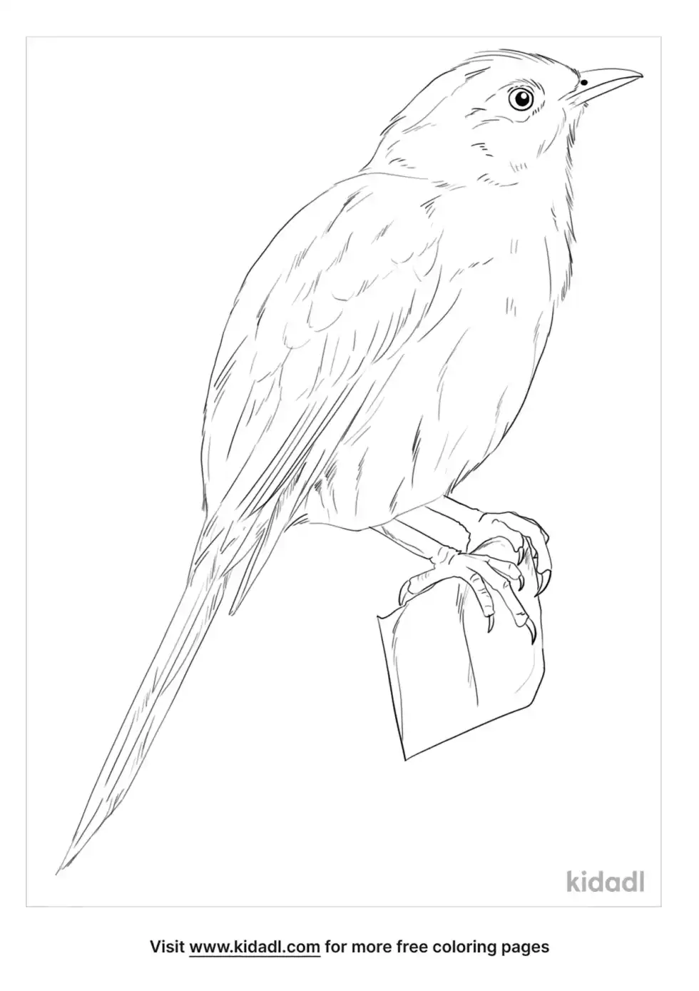 Chalk Browed Mockingbird Coloring Page