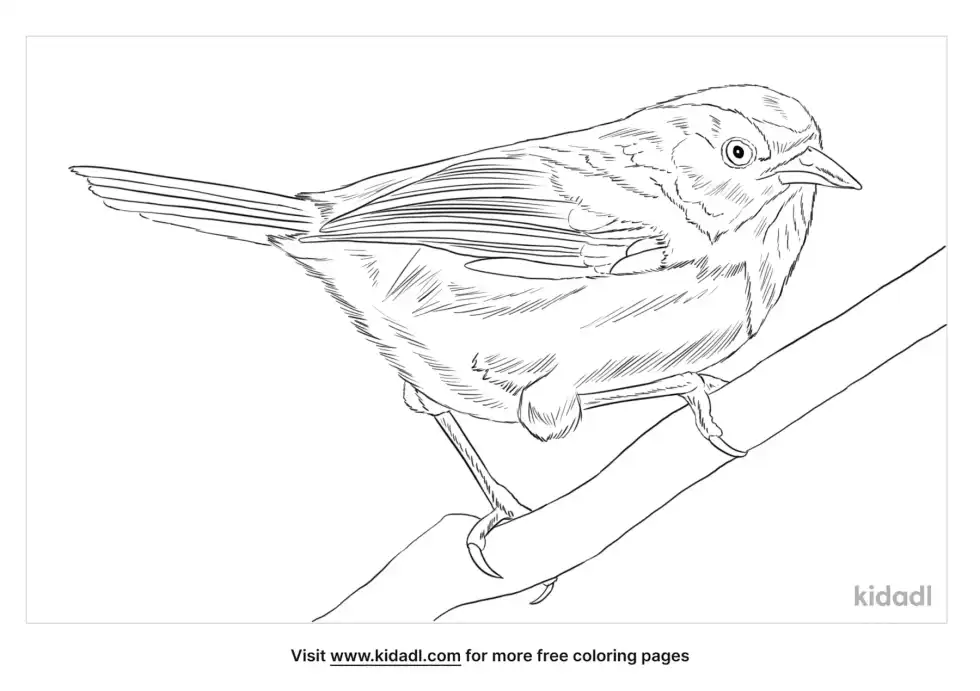 Cyanoderma Coloring Page