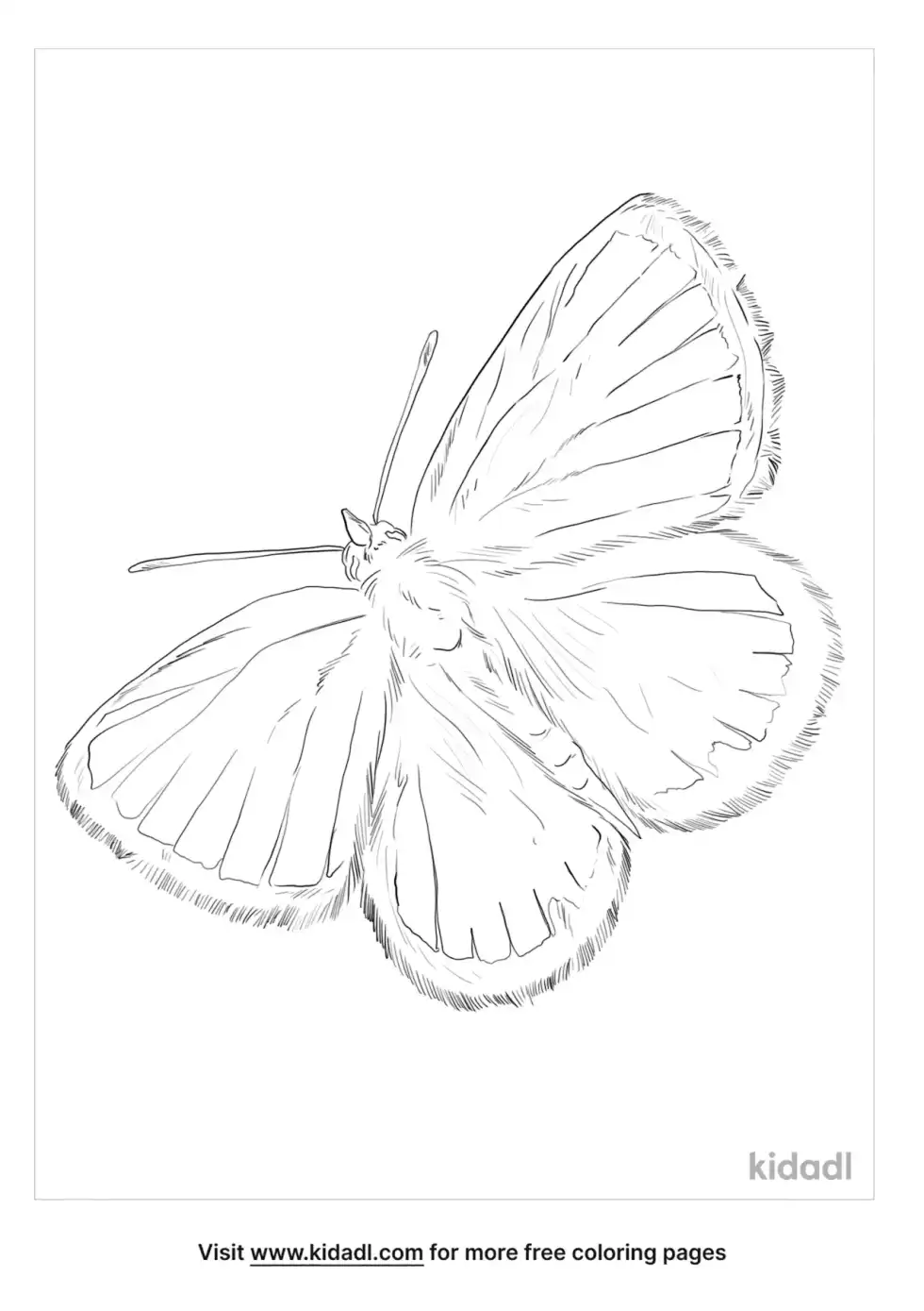 Cassius Blue Coloring Page