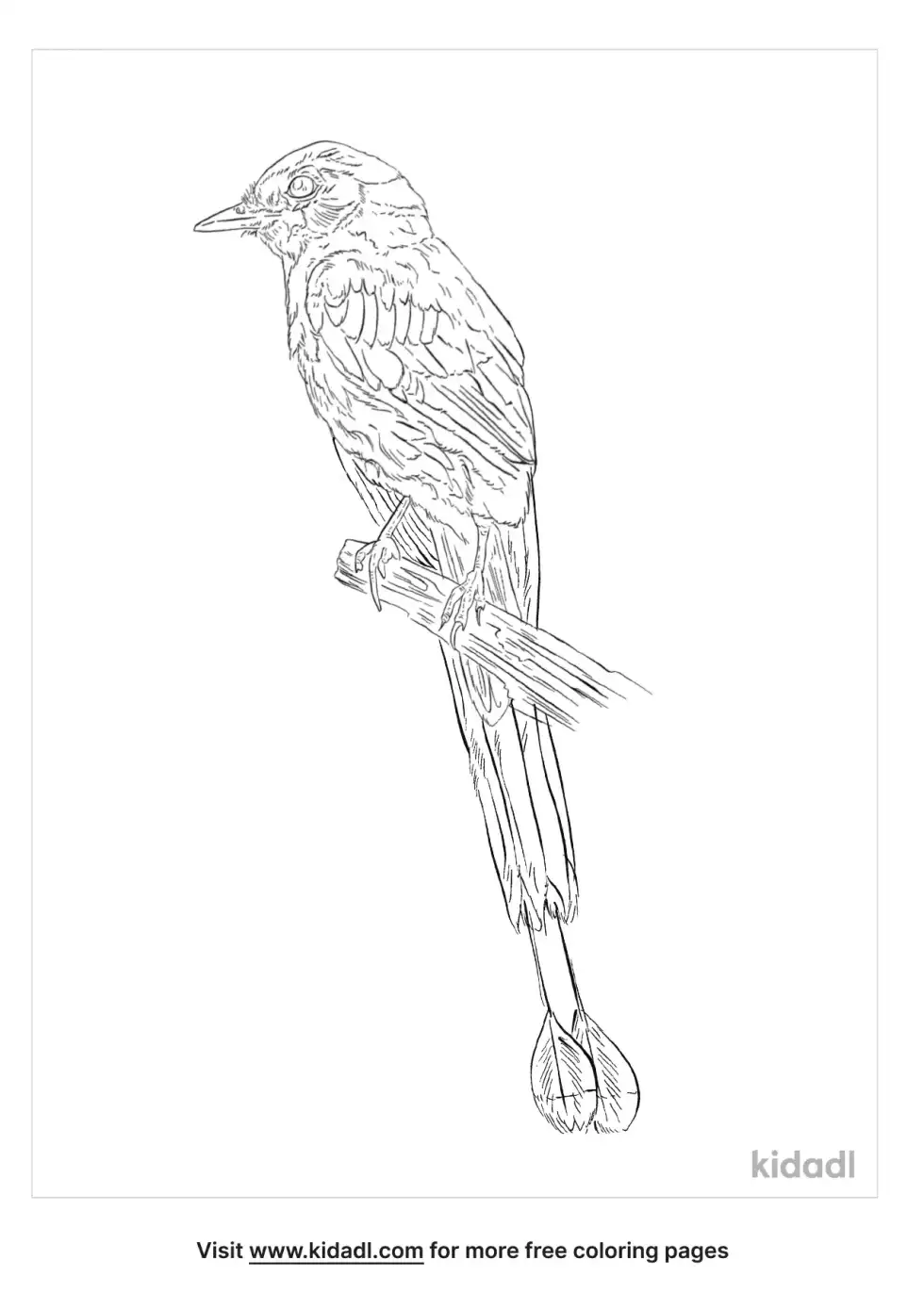 Blue-Crowned Motmot Coloring Page
